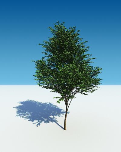 tree12 preview image